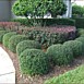 Flowerbed & Shrub Maintenance